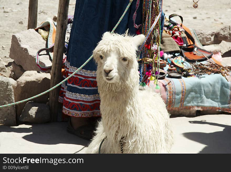 Peruvian alpaca in the Colca canyon,Peru. Peruvian alpaca in the Colca canyon,Peru