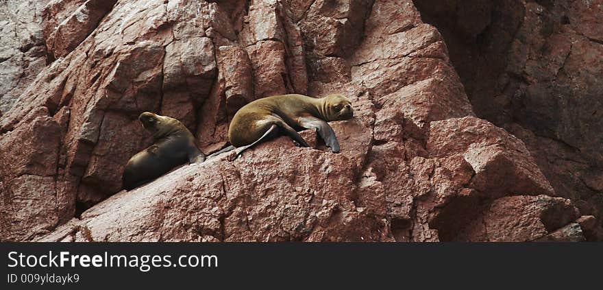 Sea lions overlies on stone