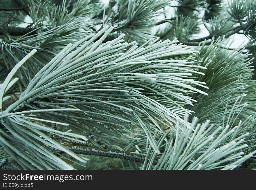 Snowcovered pine