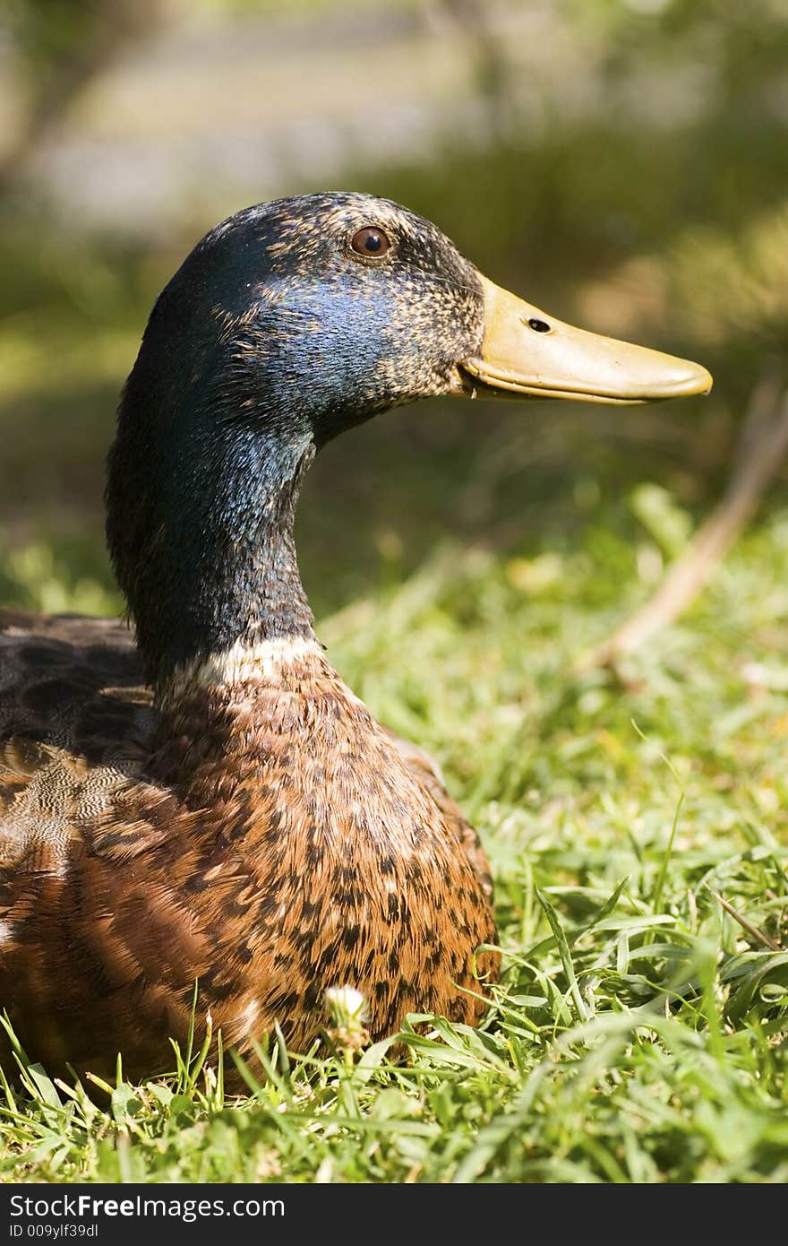 Two ducks came to visit me in my backyard. I gave them food - they modelled for me. Two ducks came to visit me in my backyard. I gave them food - they modelled for me.