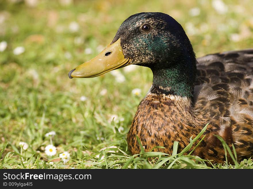 Two ducks came to visit me in my backyard. I gave them food - they modelled for me. Two ducks came to visit me in my backyard. I gave them food - they modelled for me.