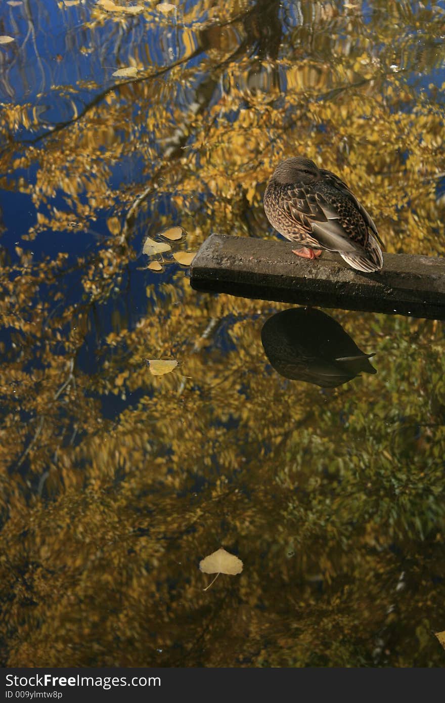 A reflection of fall colors from a pond at the farm with duck #2. A reflection of fall colors from a pond at the farm with duck #2