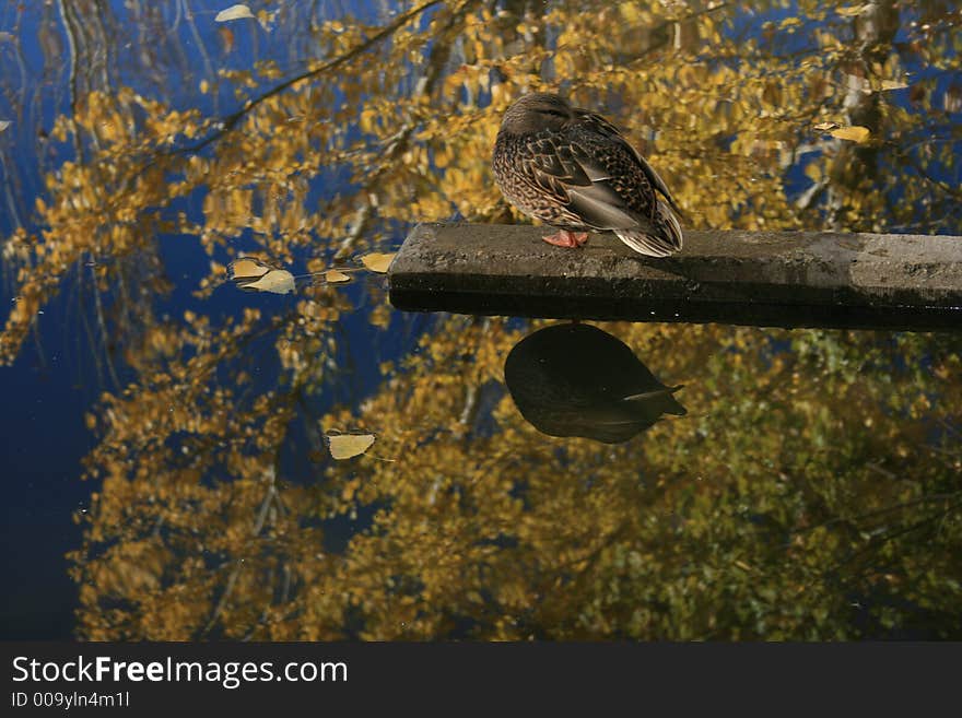 A reflection of fall colors from a pond at the farm with duck #3. A reflection of fall colors from a pond at the farm with duck #3