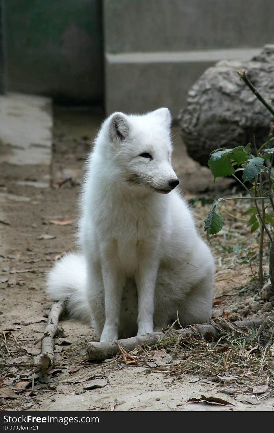 Fox in snow-white fur,. Fox in snow-white fur,