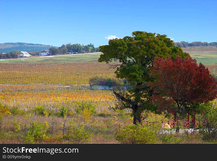 Landscape of vineyards on a slope of a hill