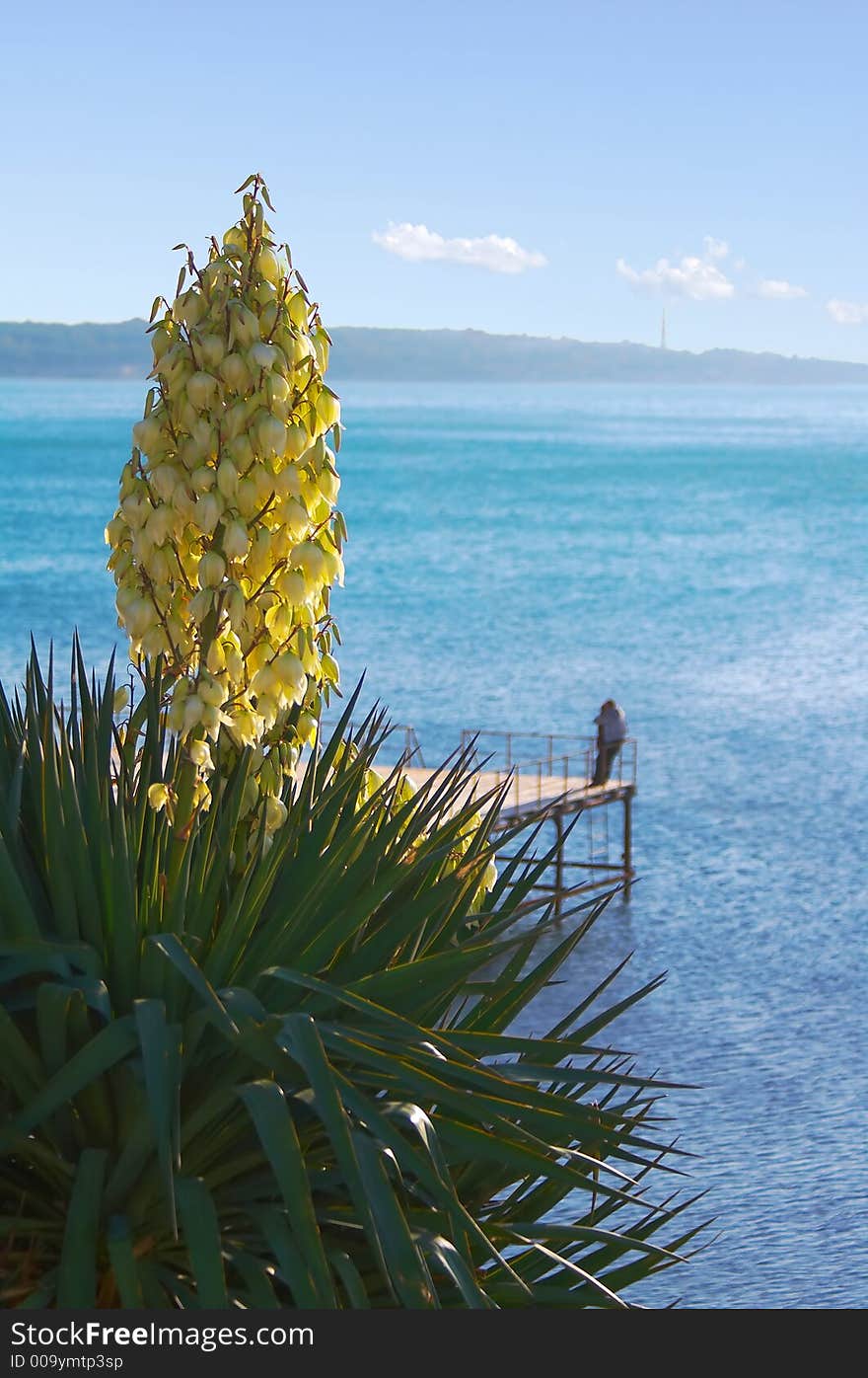 Blossoming palm tree on a background of the sea. Blossoming palm tree on a background of the sea