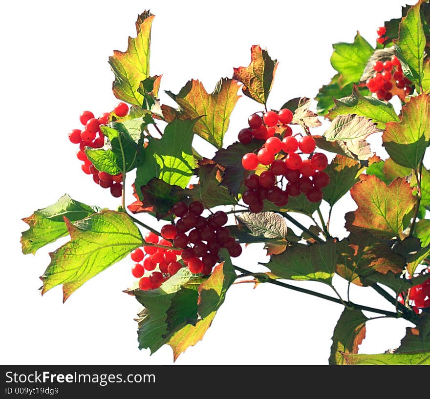 Twig of a snowball tree with clusters of red berries (on a sky background). Twig of a snowball tree with clusters of red berries (on a sky background)