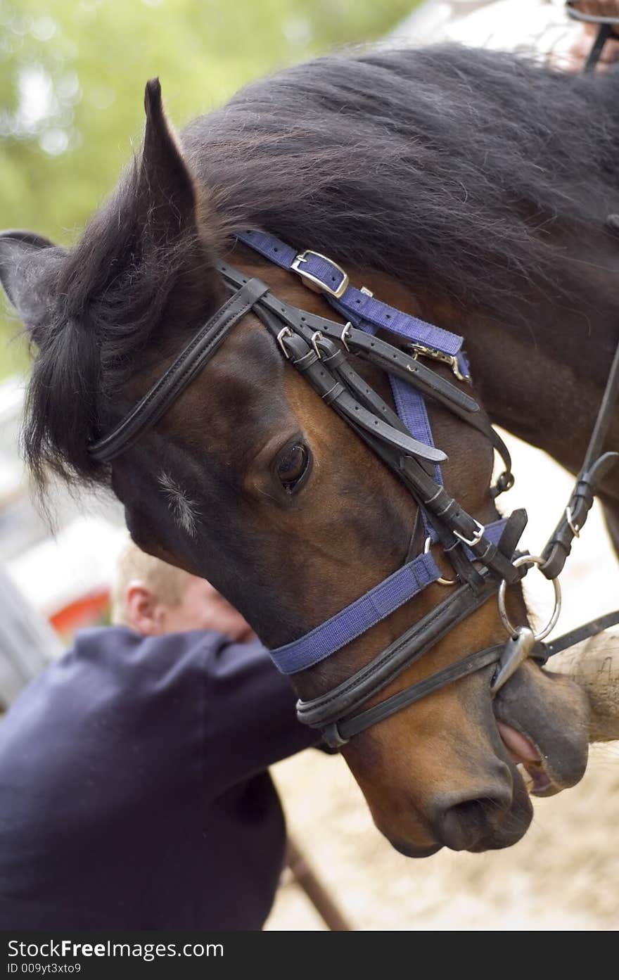 Nature. Horse. Thoroughbred, head - portrait