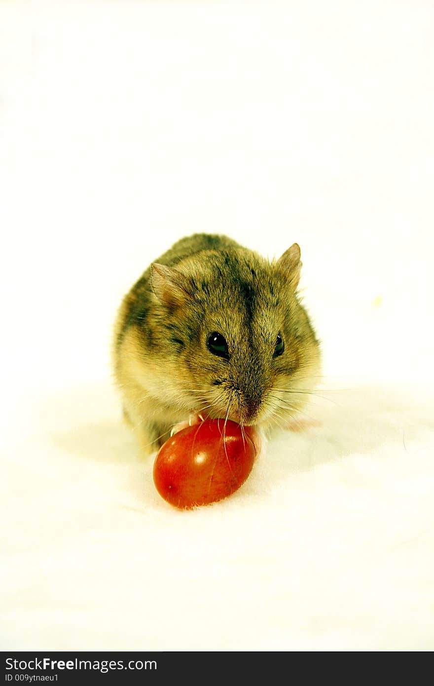 Cute dwarf hamster eating cherry tomato isolated on white. Cute dwarf hamster eating cherry tomato isolated on white