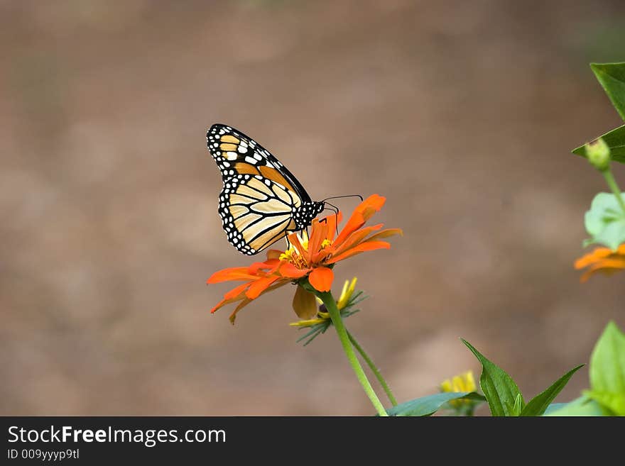 Monarch On Orange Zinnia