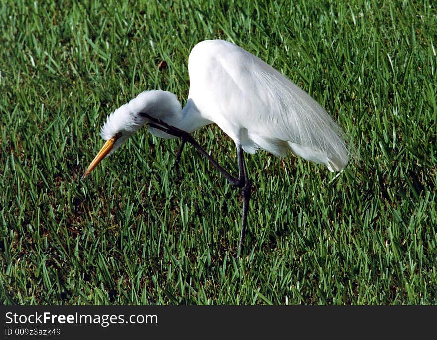 Great White Egret with an inch. Great White Egret with an inch