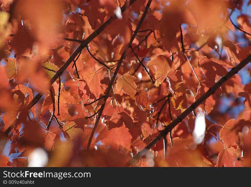 Photo of leaves turning a reddish orange in the fall. Photo of leaves turning a reddish orange in the fall.