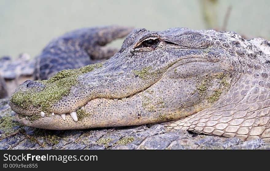 Portrait of a wild alligator