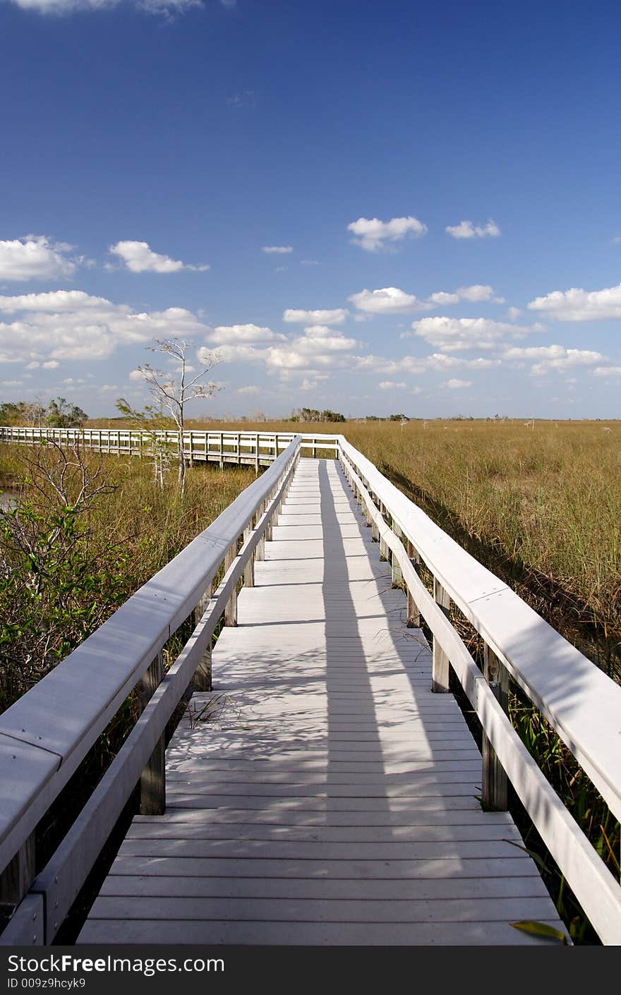 Observation trail in the Everglades. Observation trail in the Everglades