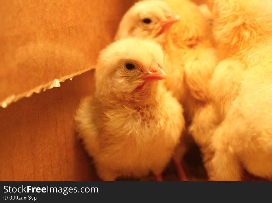 Young Chicks that just hatched. Young Chicks that just hatched