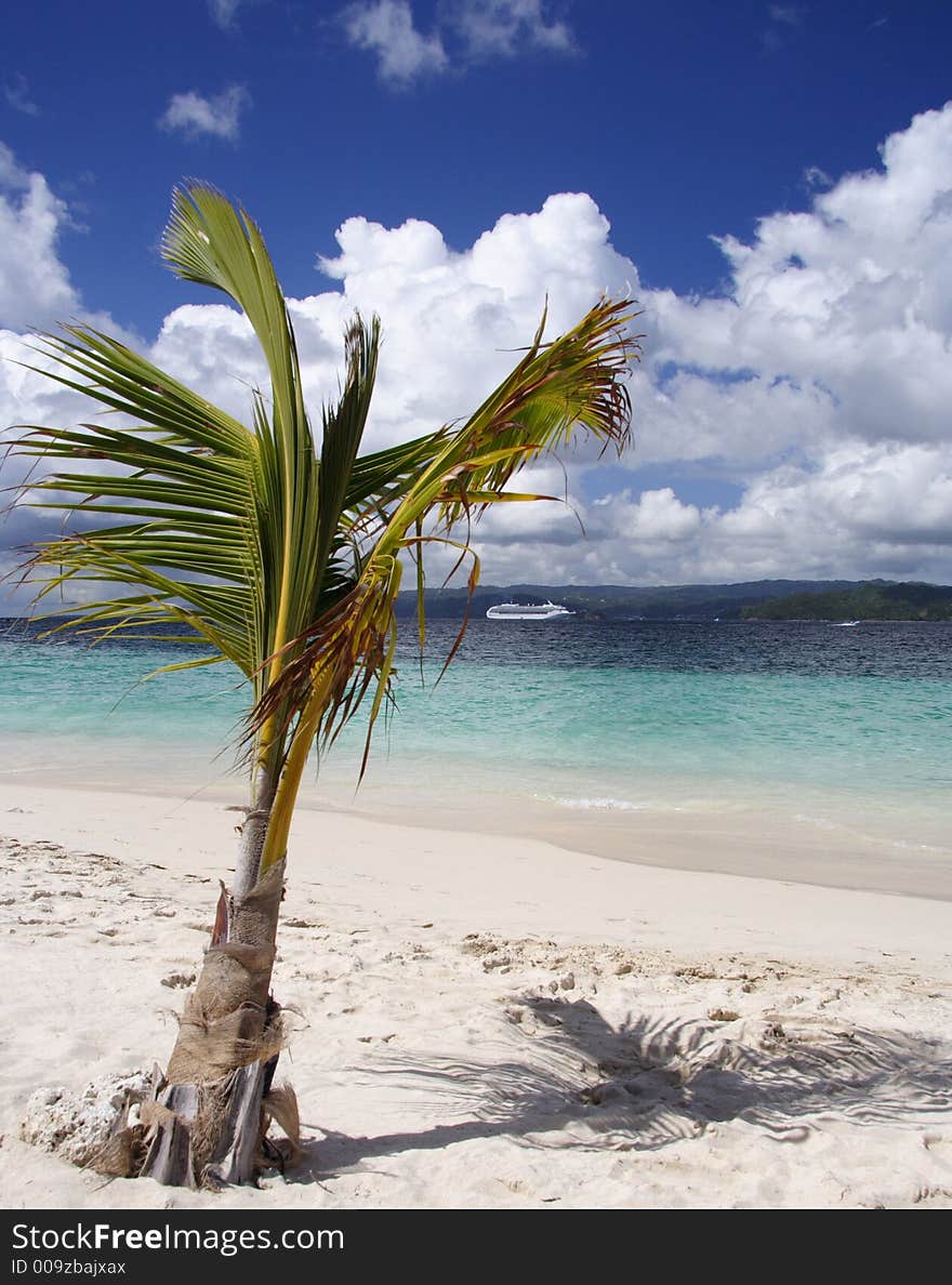 Small palm on a tropical beach. Small palm on a tropical beach