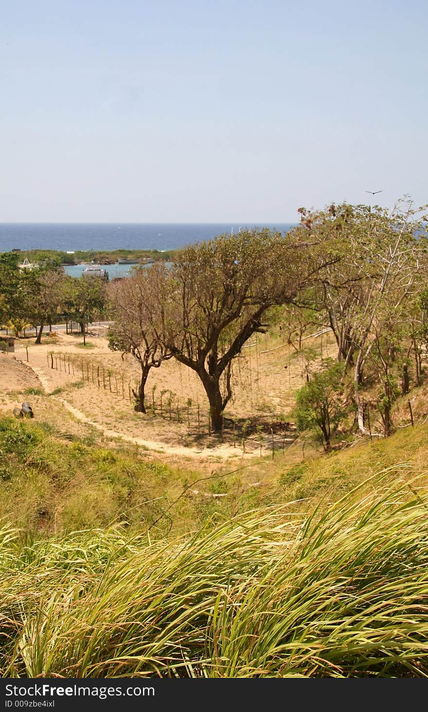 Green Meadow Along Coastline in Roatan Honduras