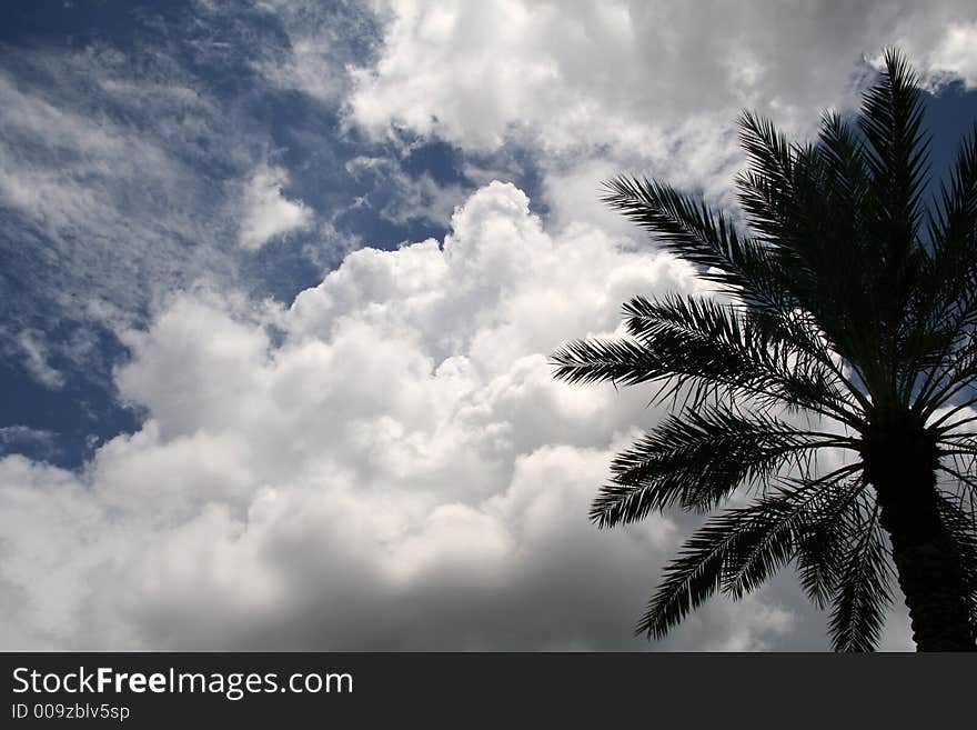 Tropical Palm Tree with Sky