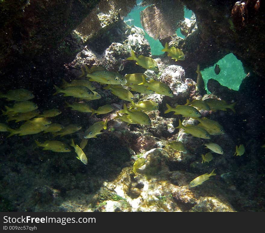 Yellow Fish In Coral Reef