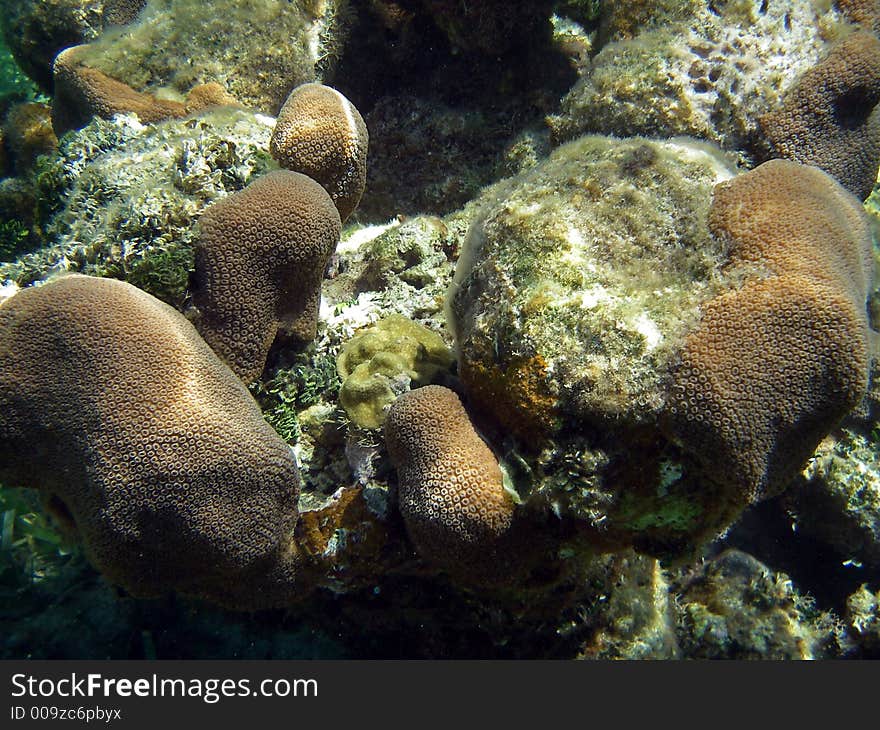 Underwater Coral Reef