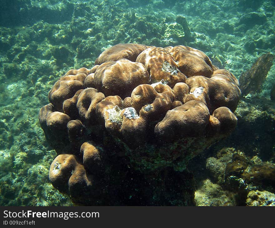 Fancy Underwater Coral