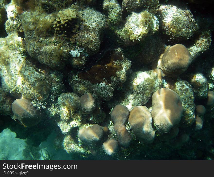 Fancy Underwater Coral