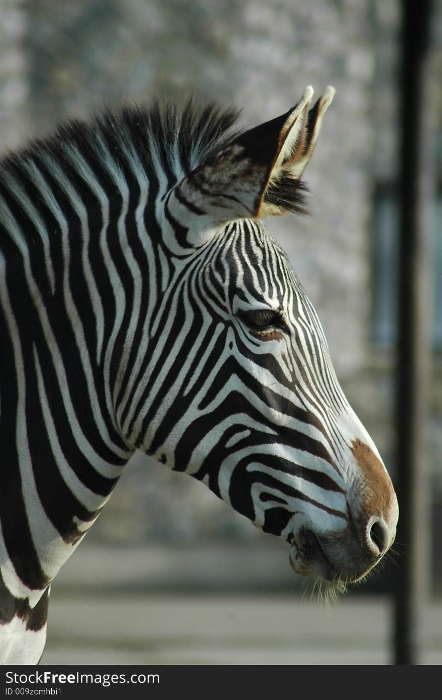 Zebra