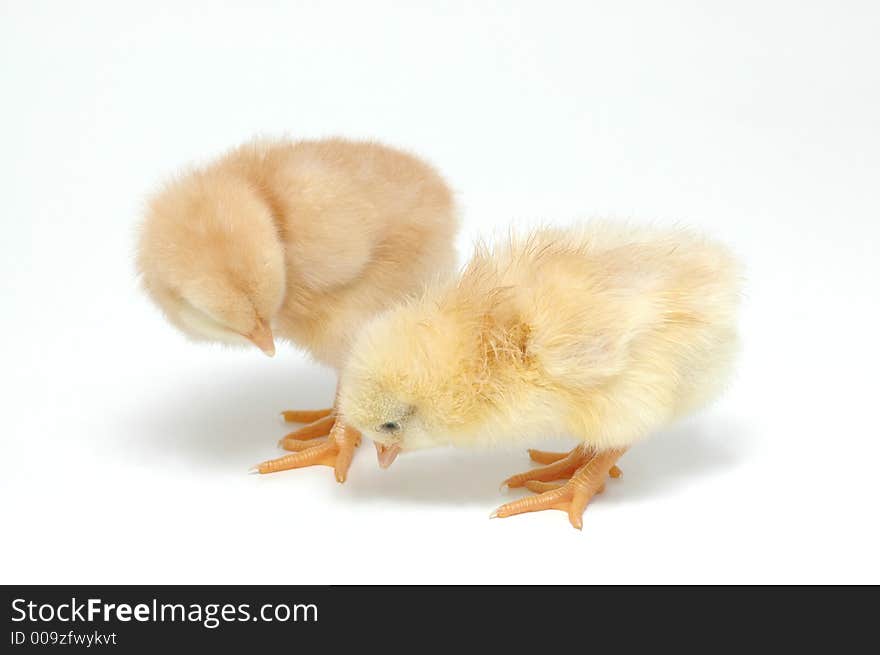 A couple of chicken on white background