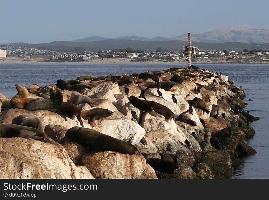 Sea Lions