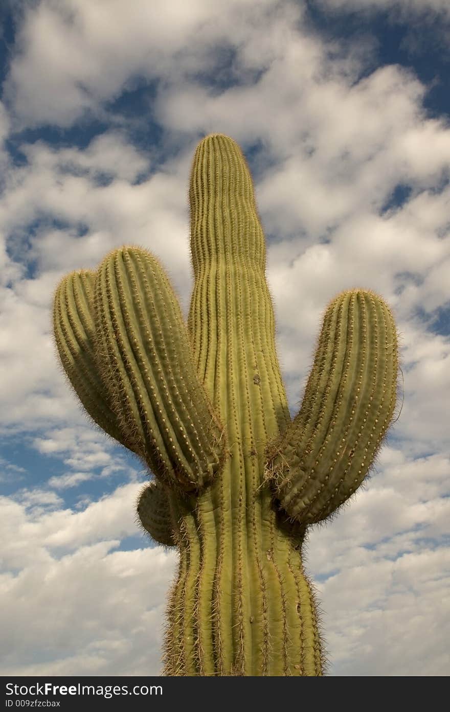 Majestic desert saguaro reaching up into a blue and cloudy sky. Majestic desert saguaro reaching up into a blue and cloudy sky.