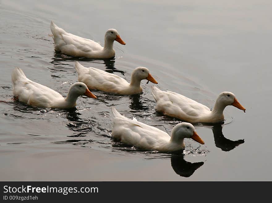 White Ducks Swimming in Formation in Pond. White Ducks Swimming in Formation in Pond