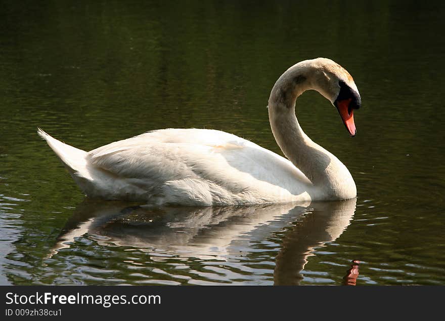 Swan by the Lake