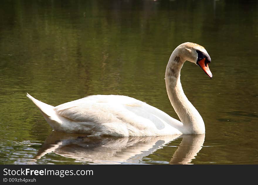 Swan by the Lake with its Reflection