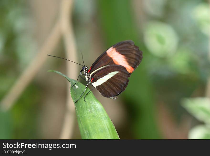 This Longwing Butterfly or Heliconius melpomene tastes terrible to birds who warned by its coloration. This Longwing Butterfly or Heliconius melpomene tastes terrible to birds who warned by its coloration.