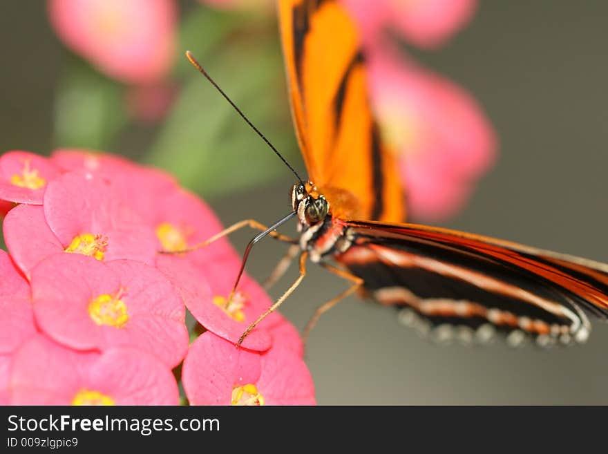 Oak Tiger Butterfly