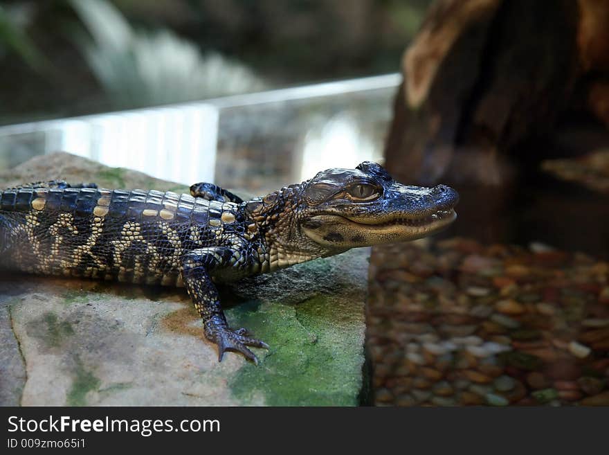 Captive Baby Alligator in a Water Tank