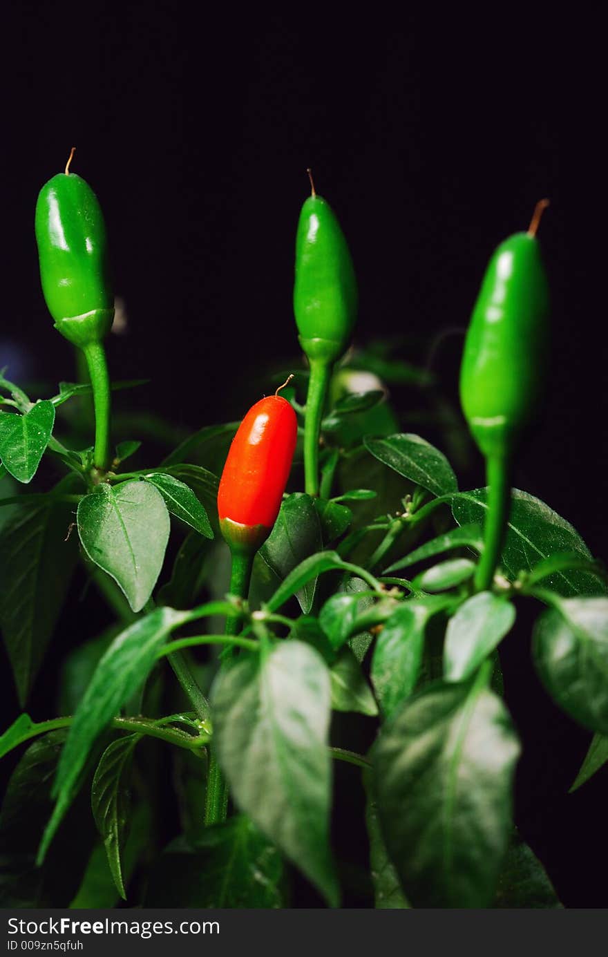 Red and green pepper on black background.