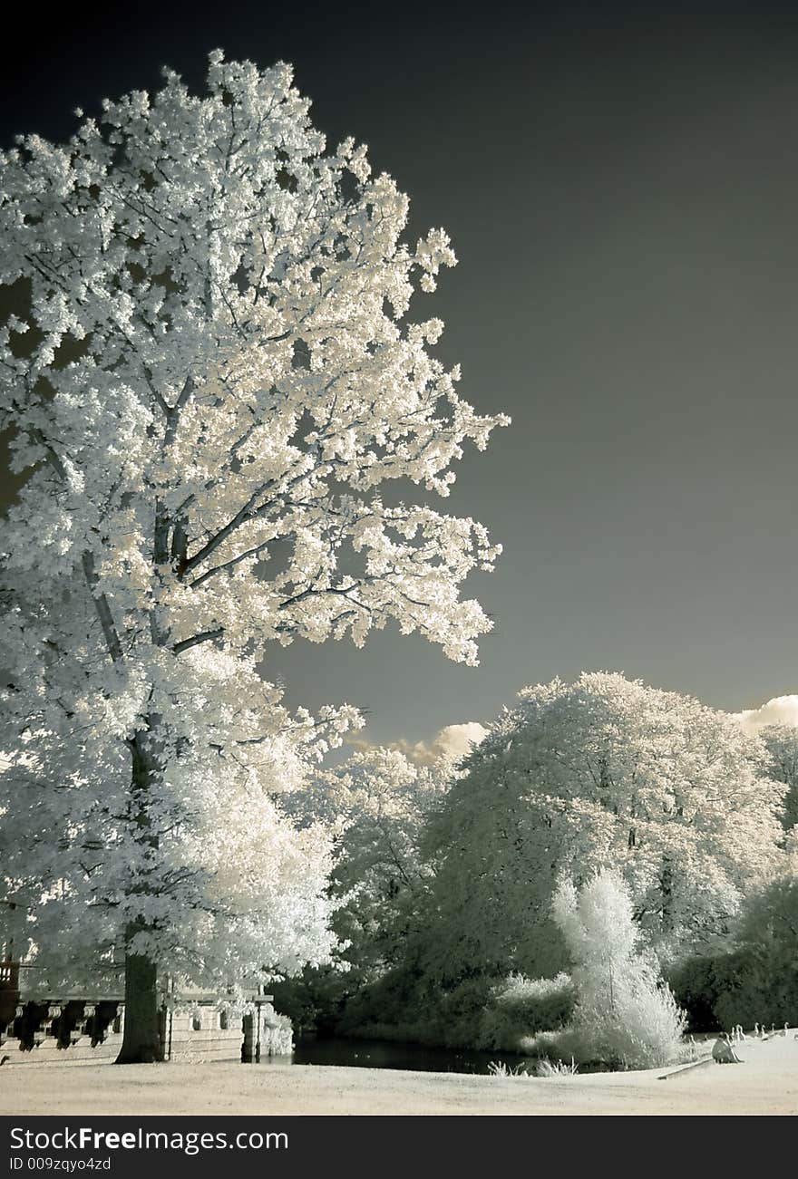Large tree in a park, shot with an infrared filter on-camera. Large tree in a park, shot with an infrared filter on-camera