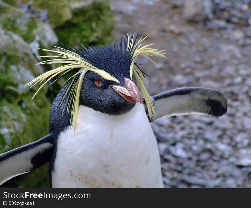 Rock hopping penguin drying itself in the wind. Rock hopping penguin drying itself in the wind.