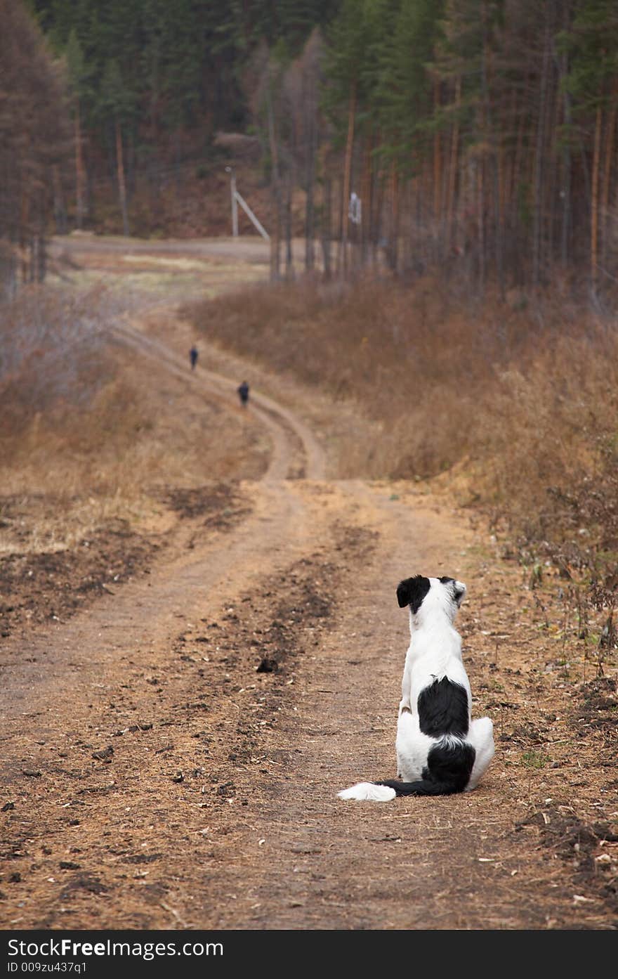 The dog wait principal in the forest footpath. The dog wait principal in the forest footpath