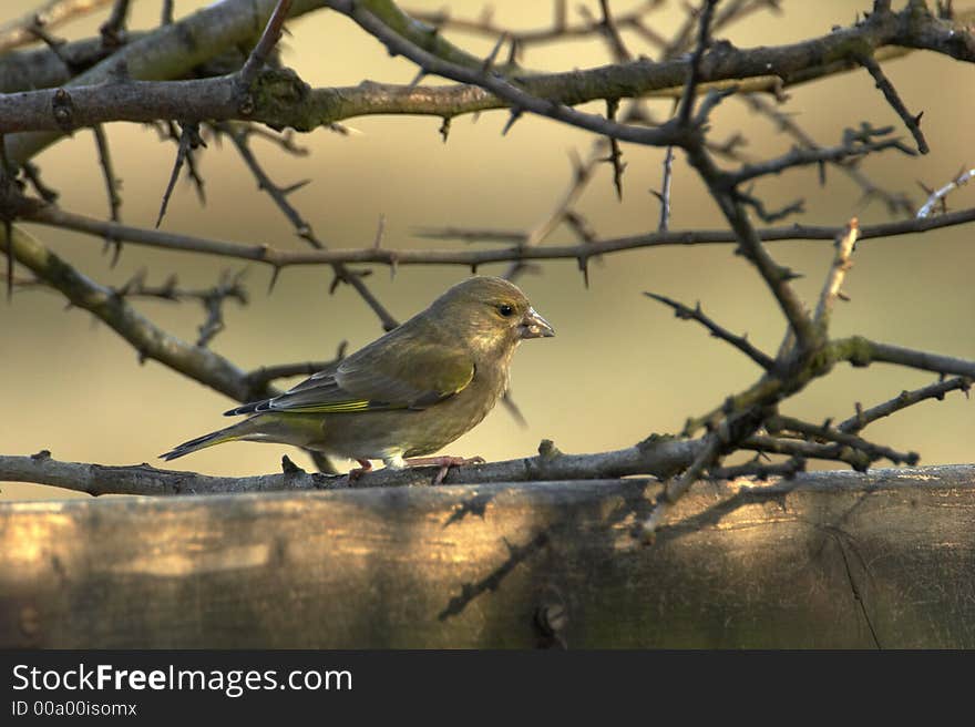 Greenfinch Feeding