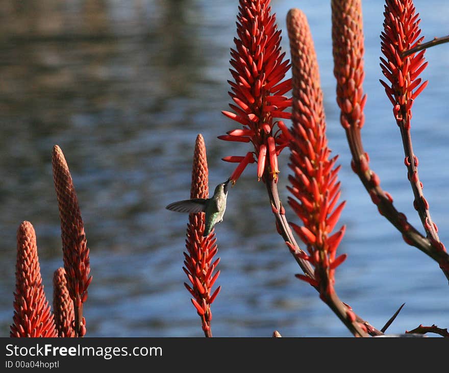 Hummingbird