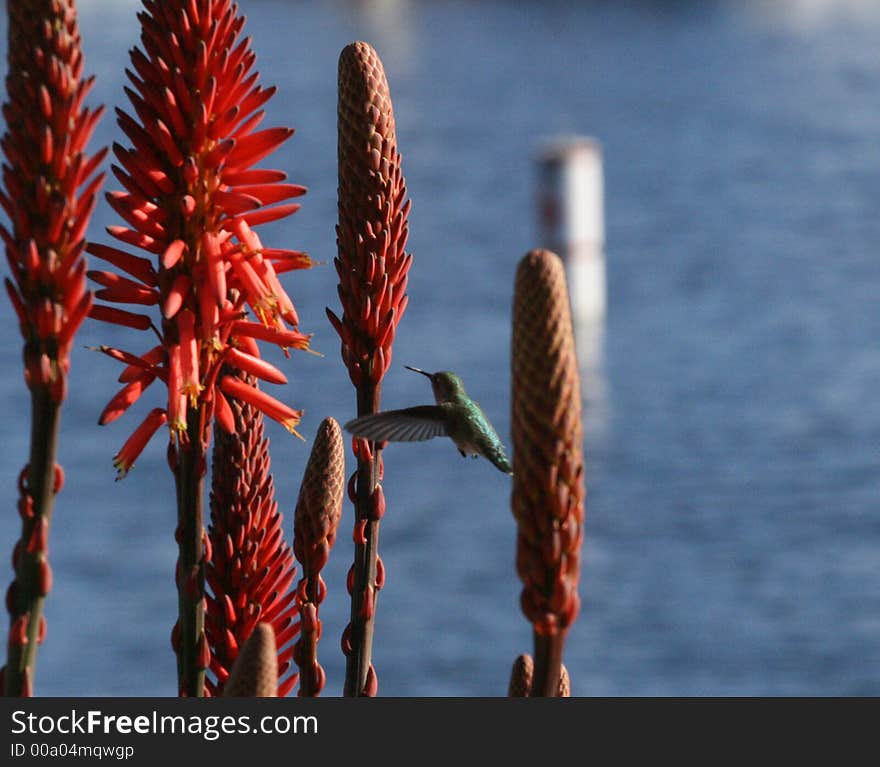 Hummingbird