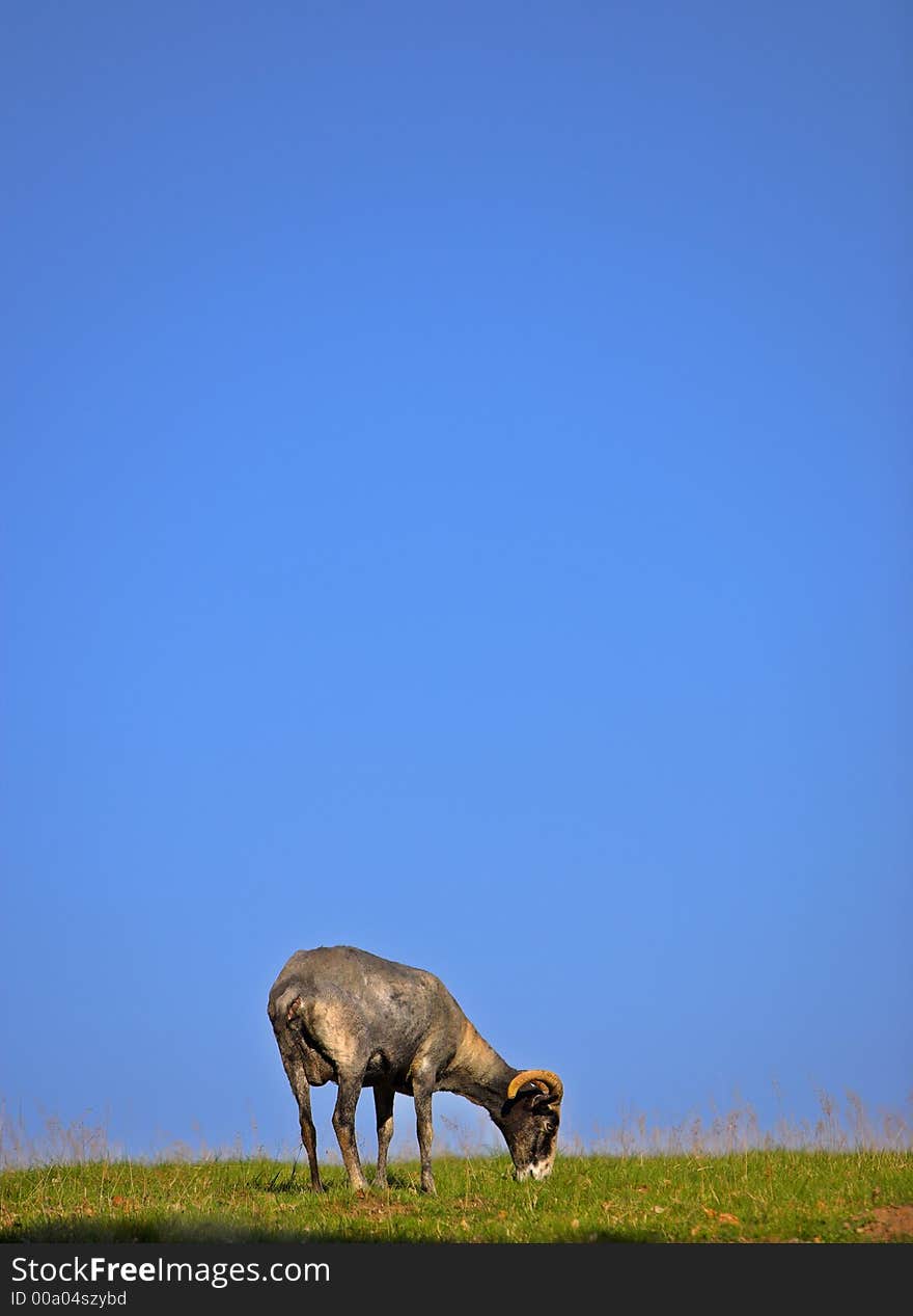 Goat on a hill - lots of space for text. Goat on a hill - lots of space for text