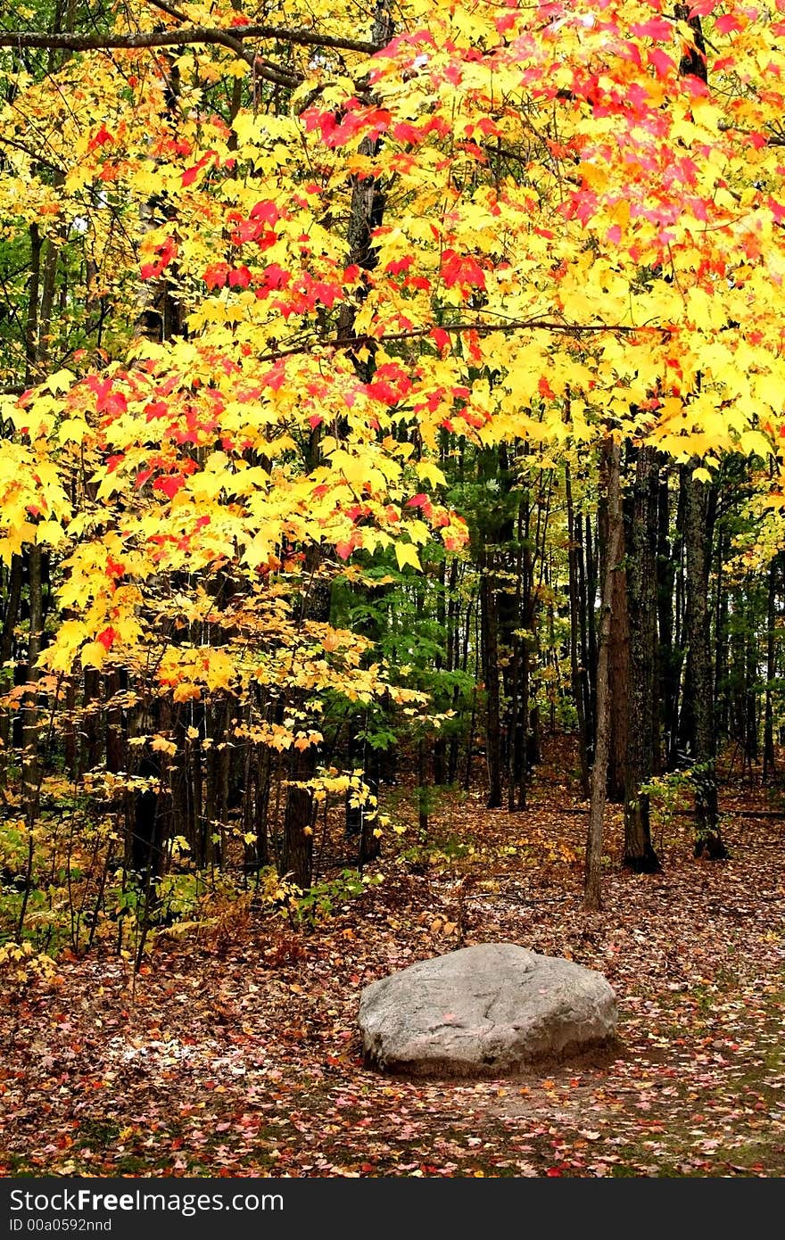 Unique colored autumn trees in a park