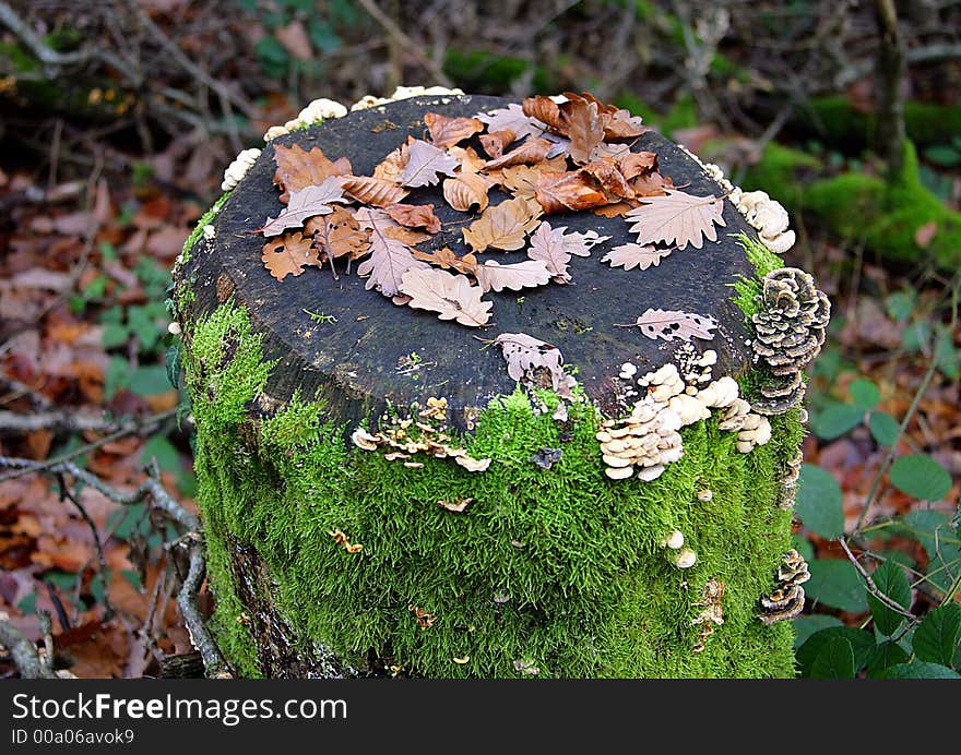 Autumn Stump 1