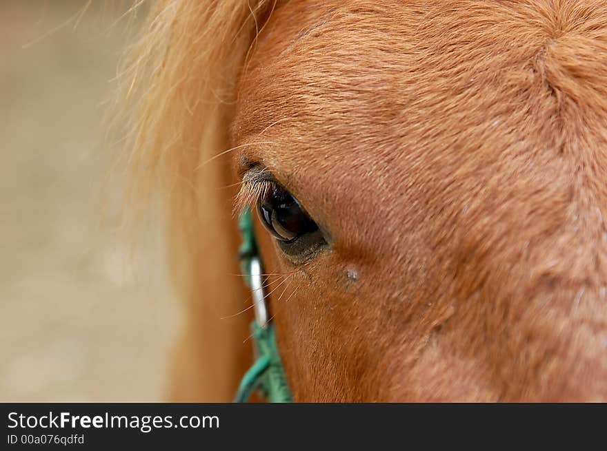 The Eye Of The Horse