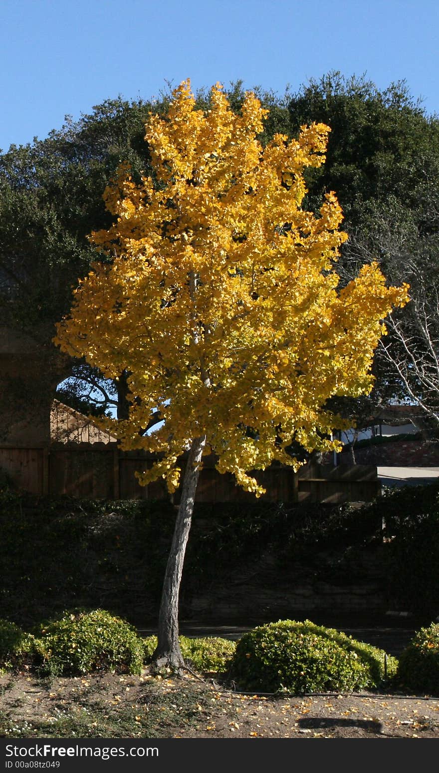 Tree with leaves turned yellow in the fall. Tree with leaves turned yellow in the fall