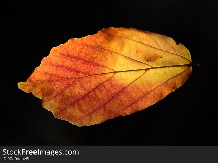 Read leaf isolated on black. Read leaf isolated on black