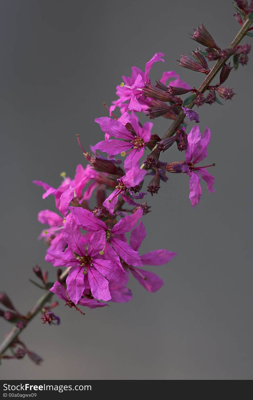 Flower on a blurred background (not isolation). Flower on a blurred background (not isolation)